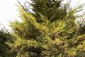Juniperus pfitzeriana Blue and Gold-1 Jałowiec Pfitzera